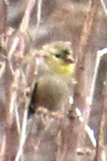 American Goldfinch - ML616168724