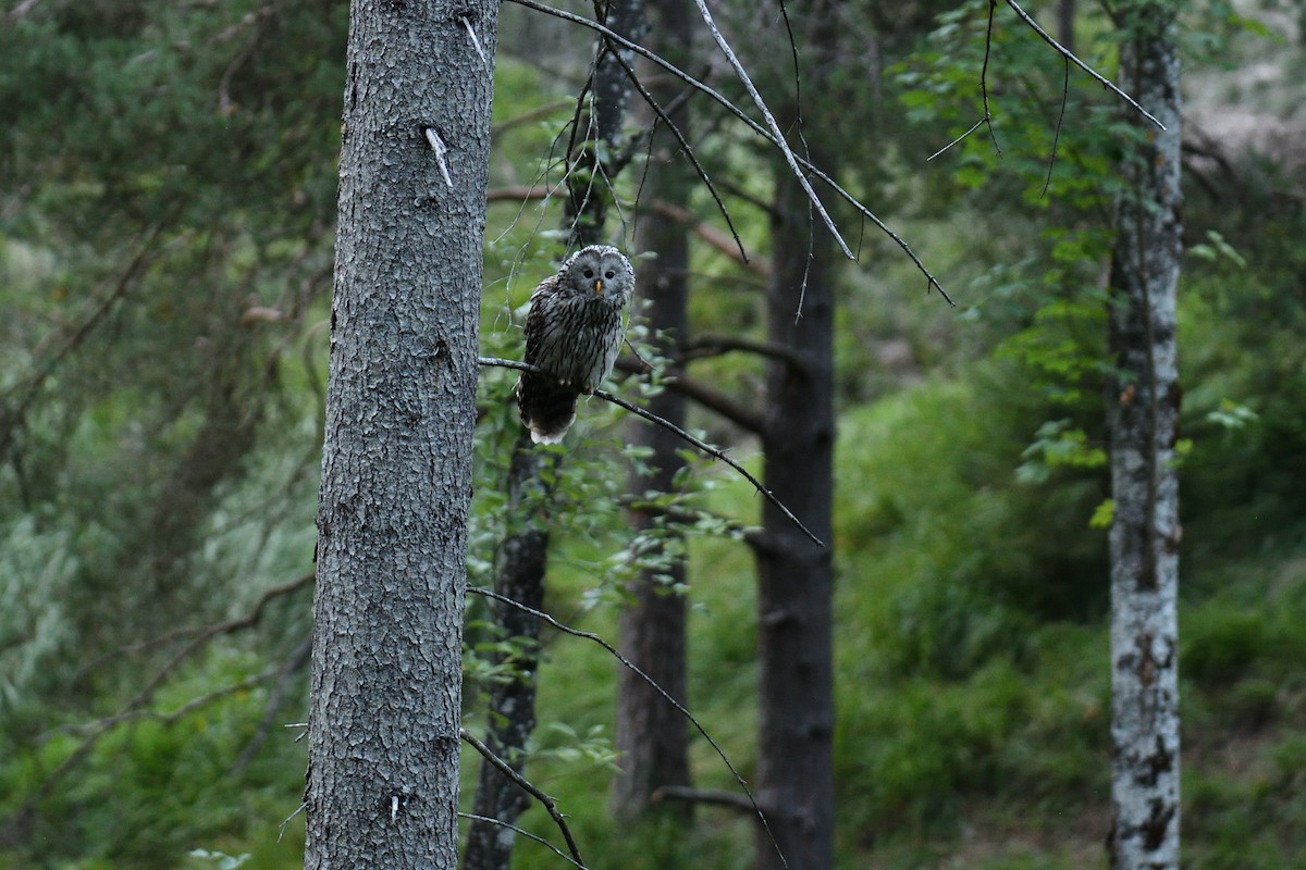 Ural Owl - ML616168727