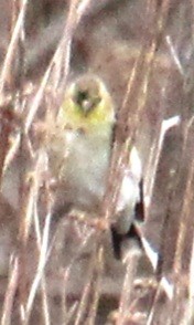 American Goldfinch - ML616168758