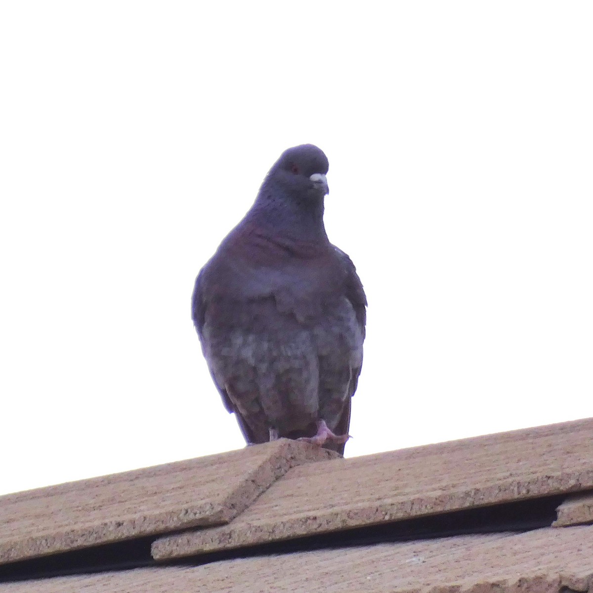 Rock Pigeon (Feral Pigeon) - ML616168805