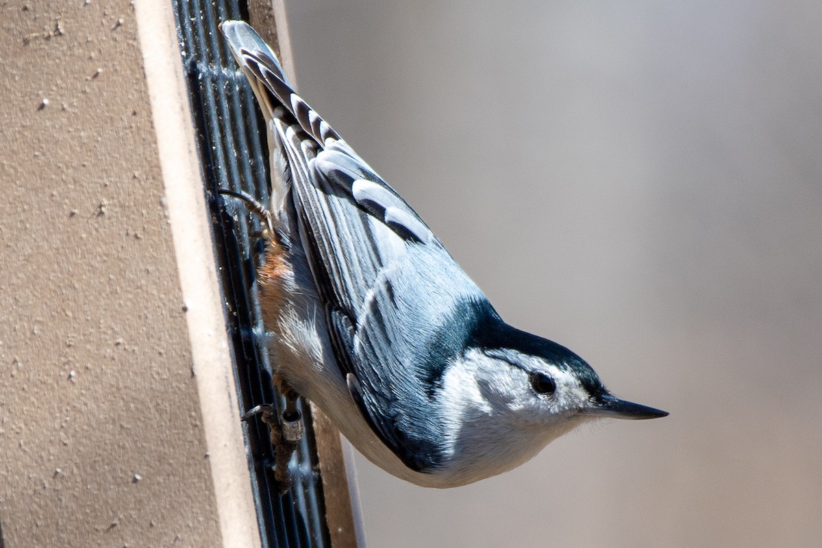 White-breasted Nuthatch (Eastern) - ML616168811