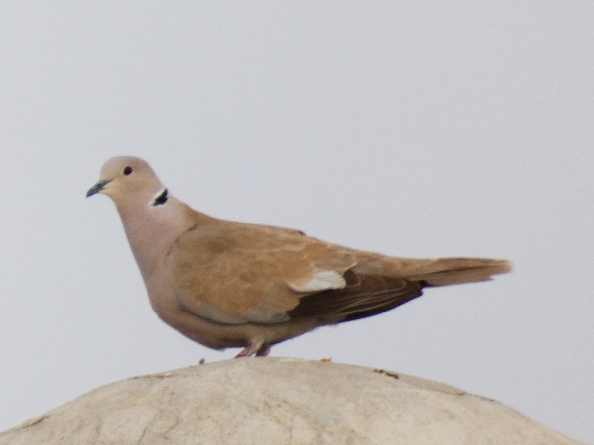 Eurasian Collared-Dove - ML616168815