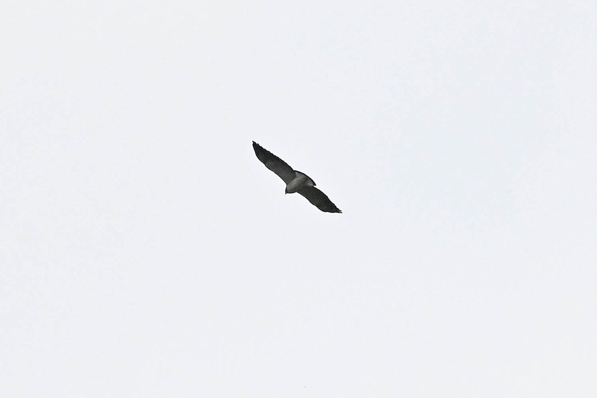 White-tailed Hawk - ML616168833