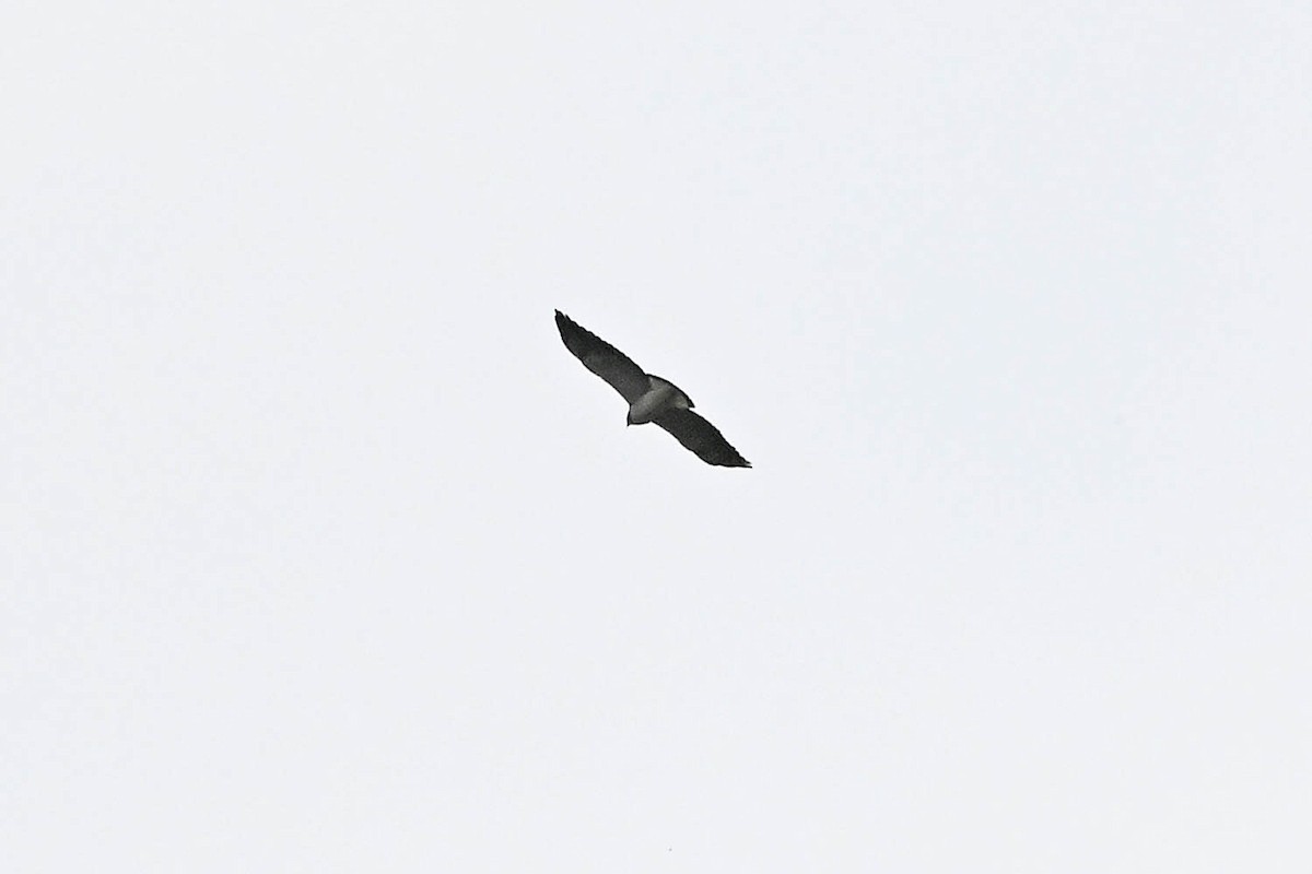 White-tailed Hawk - Troy Hibbitts