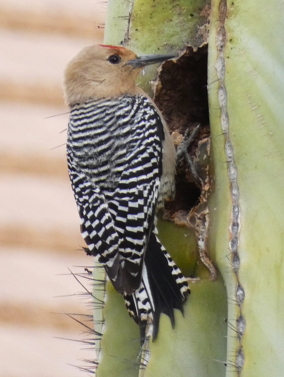 Gila Woodpecker - Michael Dudzinsky