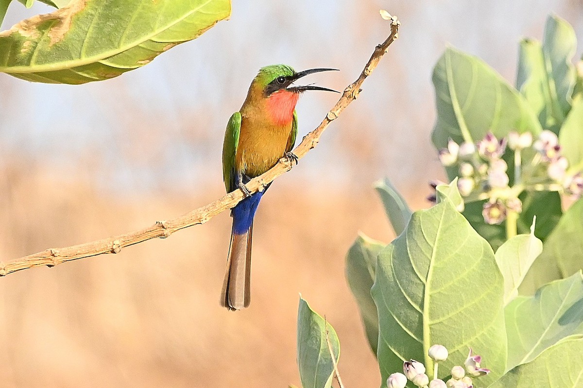 Red-throated Bee-eater - Alvaro Rodríguez Pomares