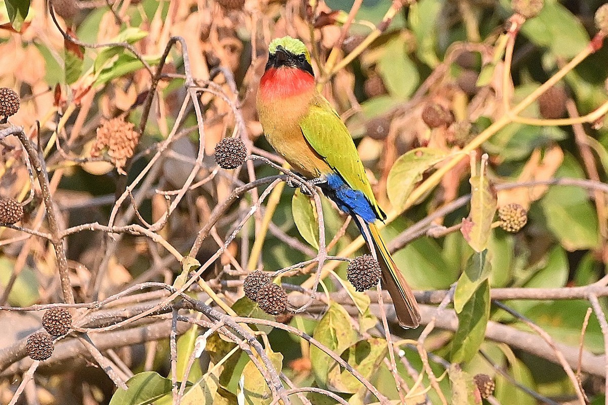 Red-throated Bee-eater - Alvaro Rodríguez Pomares