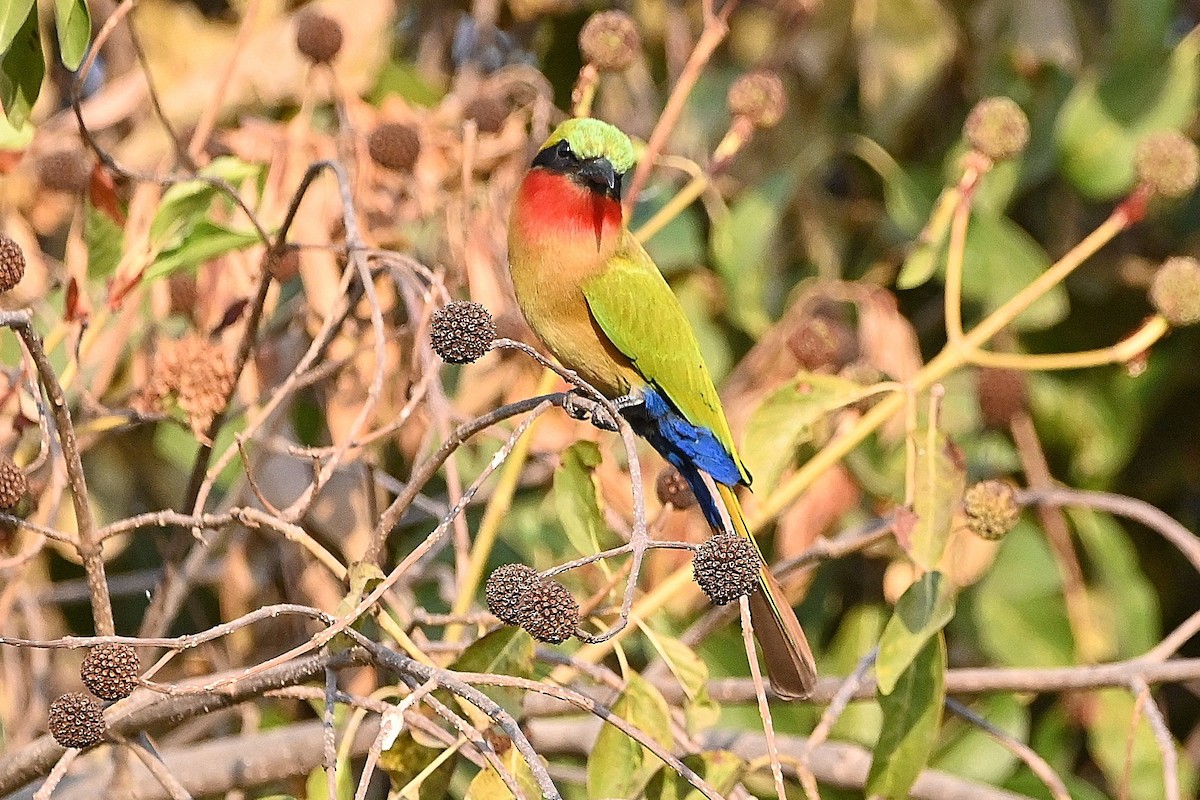 Red-throated Bee-eater - Alvaro Rodríguez Pomares