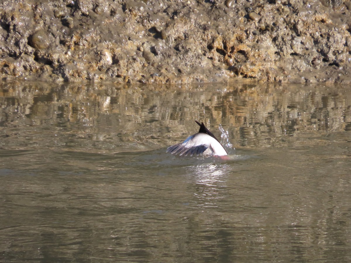 Bufflehead - ML616168913