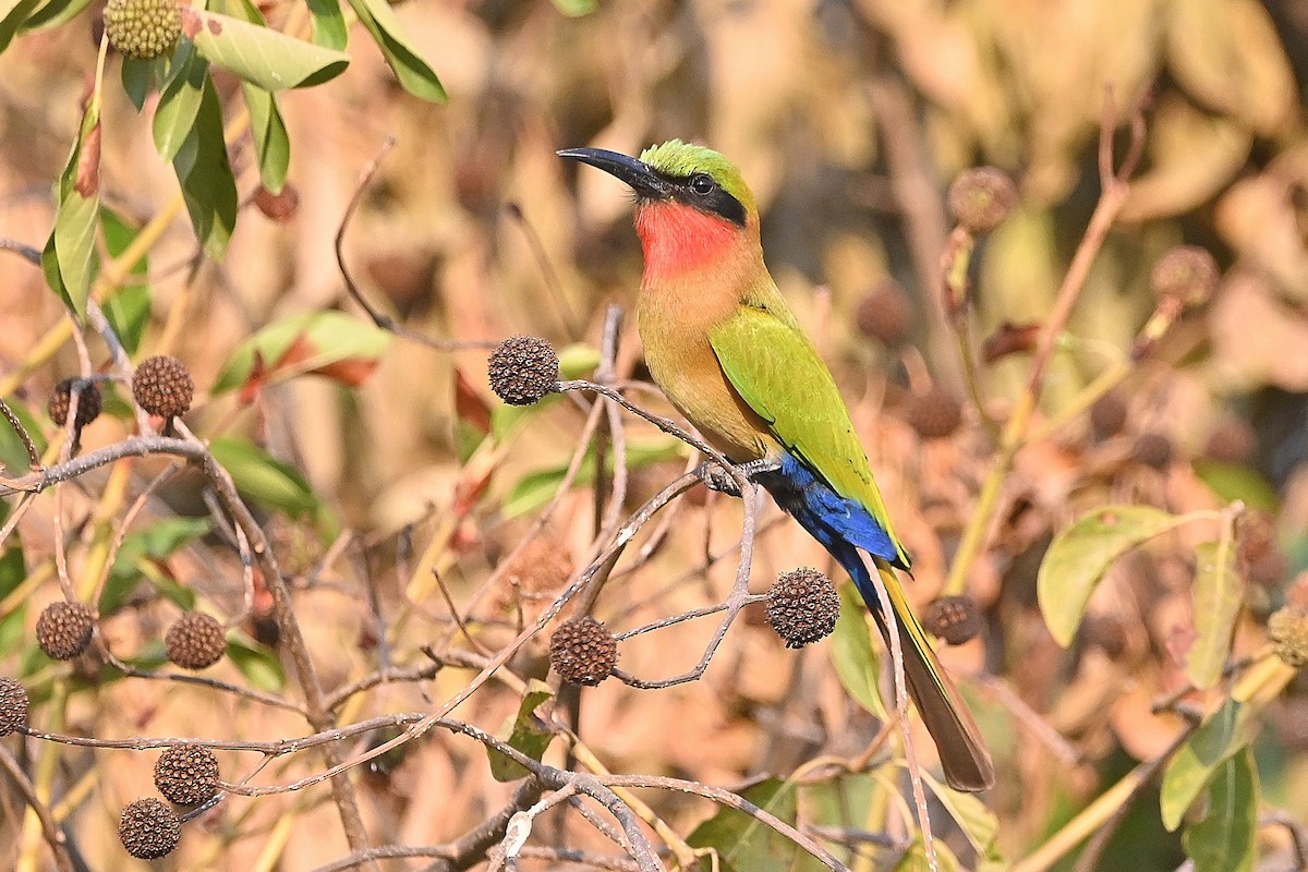 Red-throated Bee-eater - Alvaro Rodríguez Pomares