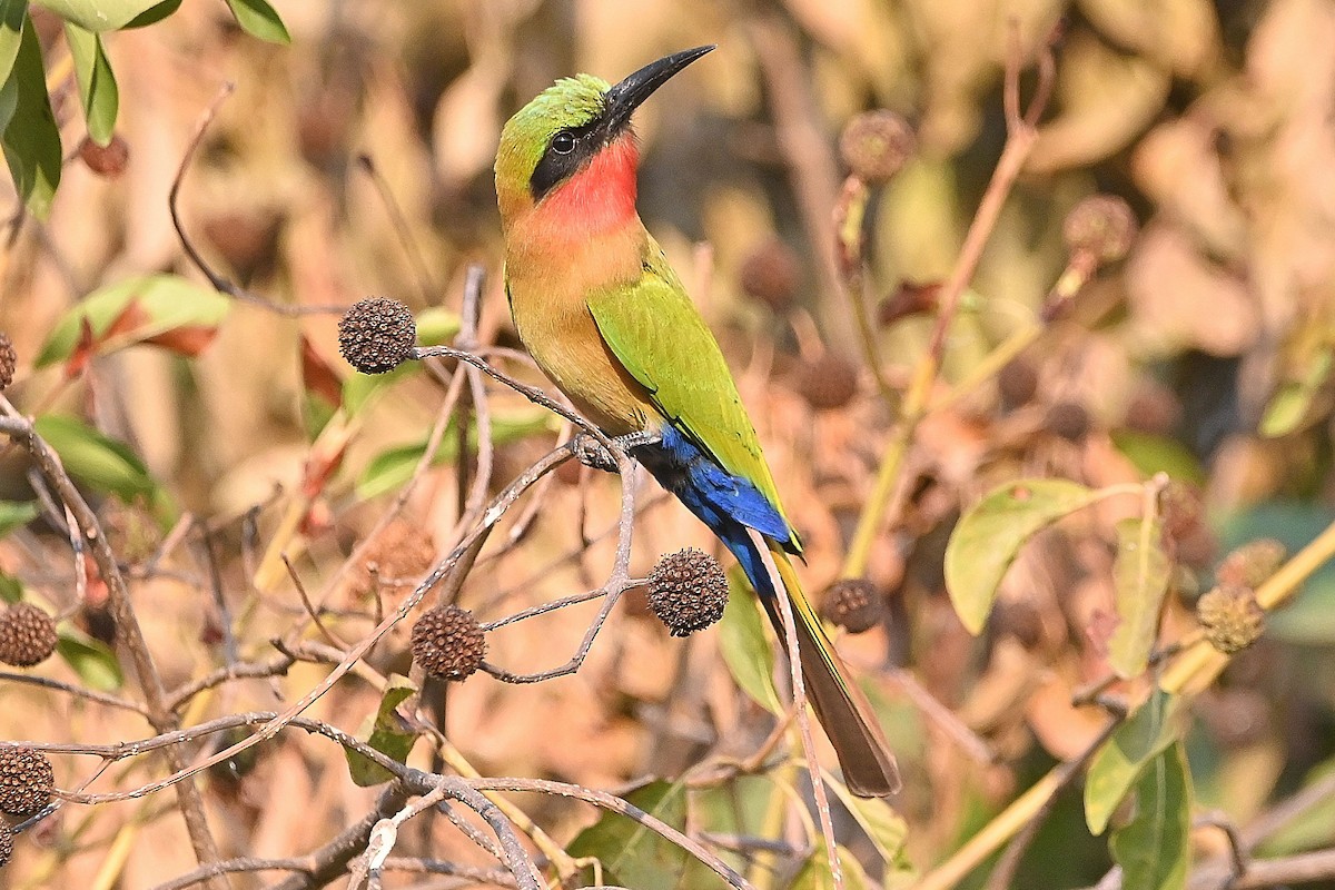 Red-throated Bee-eater - Alvaro Rodríguez Pomares