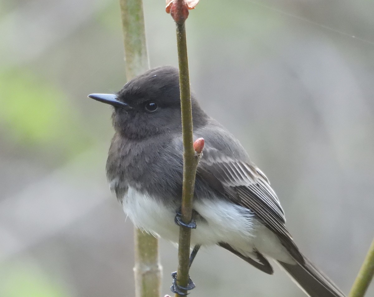 Black Phoebe - ML616168969