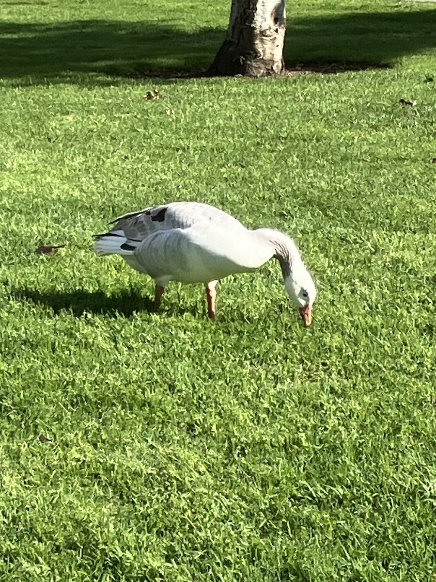 tamgås (domestisert Anser sp.) x kanadagås (hybrid) - ML616168970