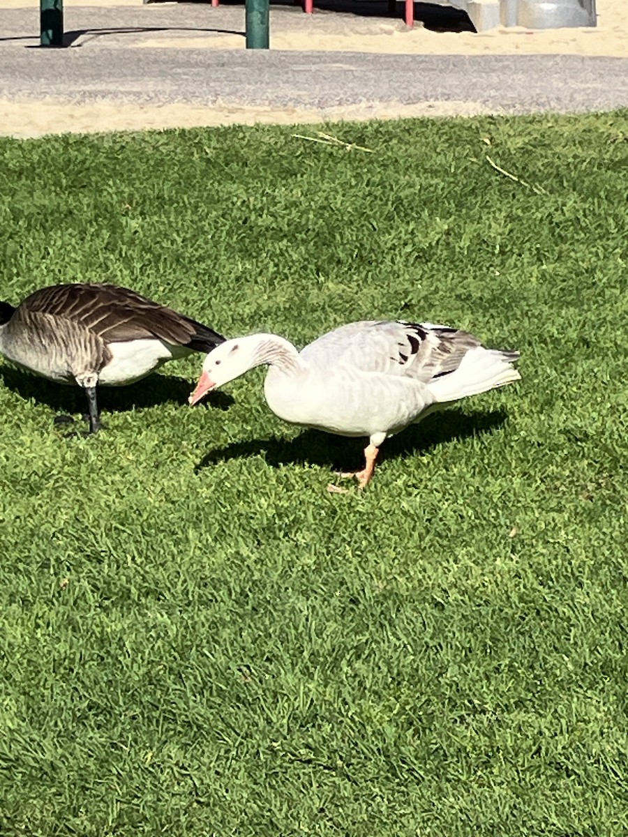 Domestic goose sp. x Canada Goose (hybrid) - ML616168971