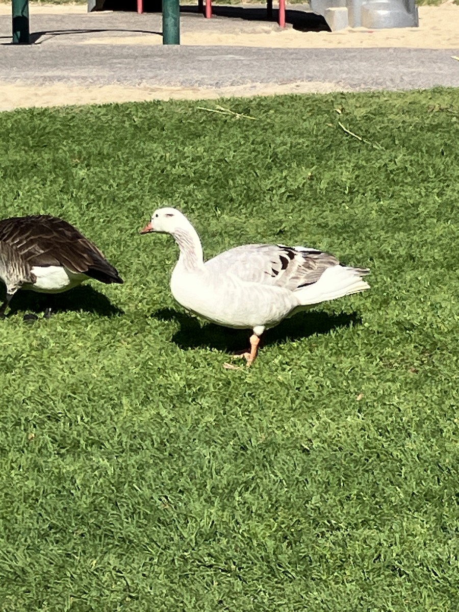 Domestic goose sp. x Canada Goose (hybrid) - ML616168973