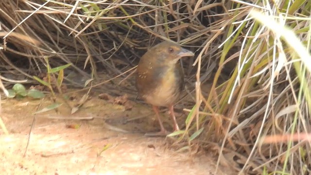 Ocellated Crake - ML616168976