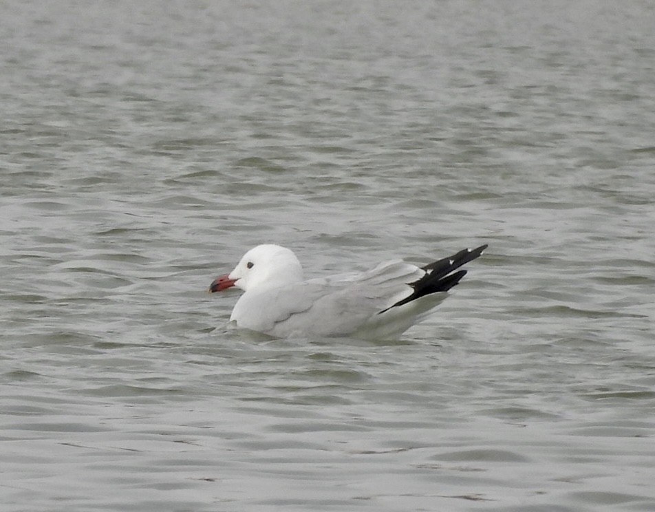 racek zelenonohý - ML616168991