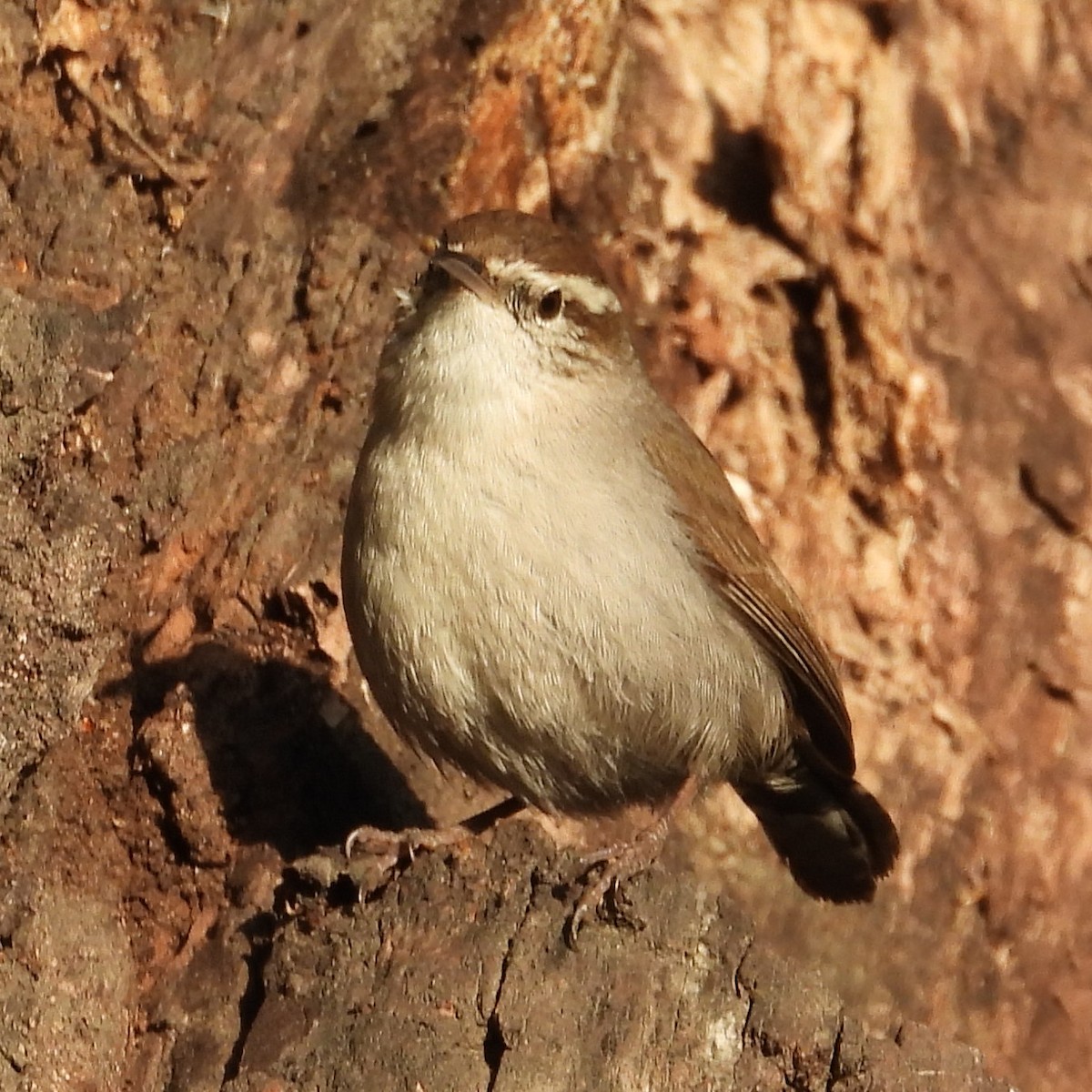 Bewick's Wren - ML616169034