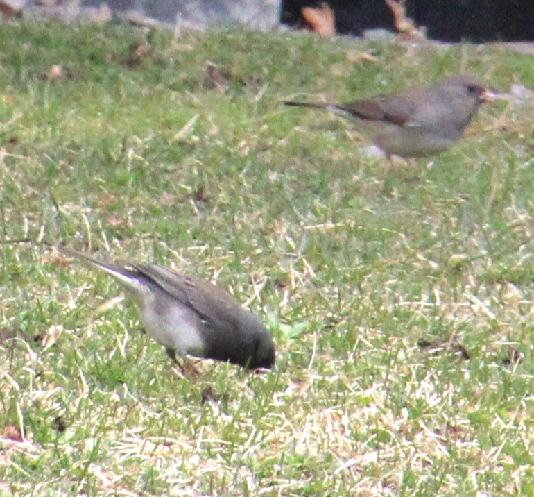 Junco Ojioscuro (hyemalis/carolinensis) - ML616169042