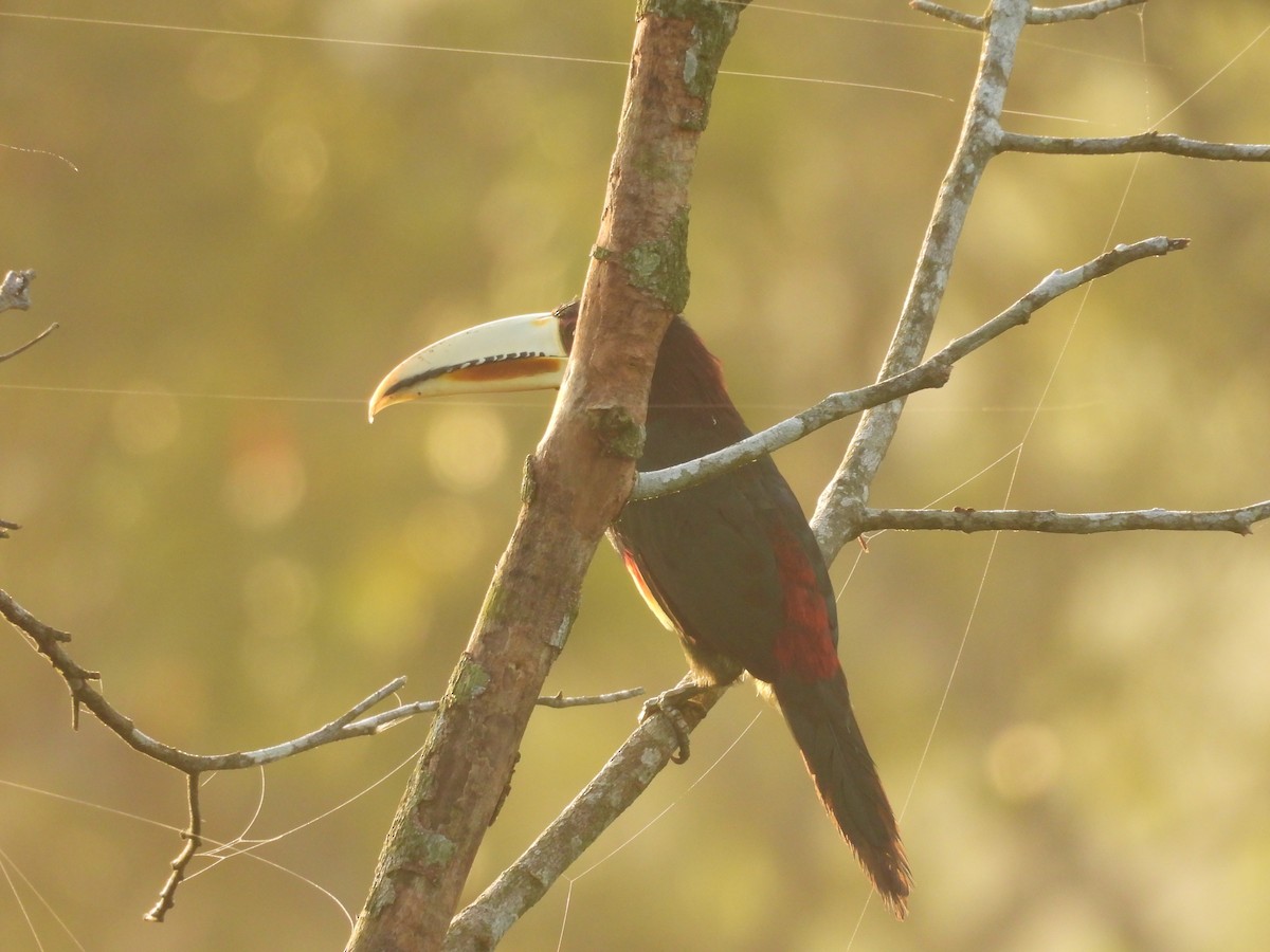 Ivory-billed Aracari - Usha Tatini