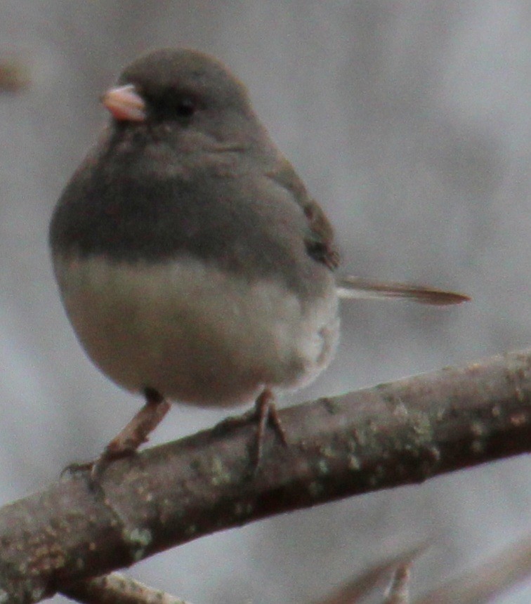 Junco Ojioscuro (hyemalis/carolinensis) - ML616169142