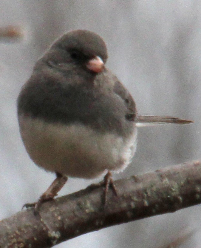 Junco Ojioscuro (hyemalis/carolinensis) - ML616169143