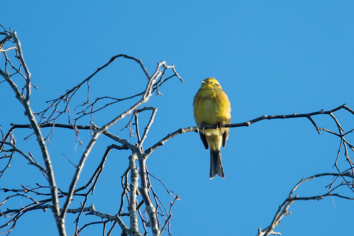 Yellowhammer - ML616169148