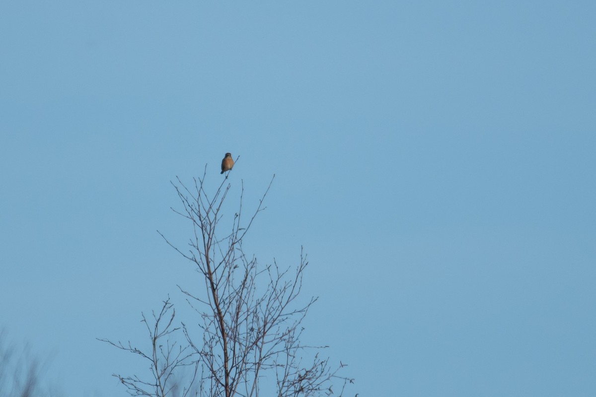 European Stonechat - David Campbell