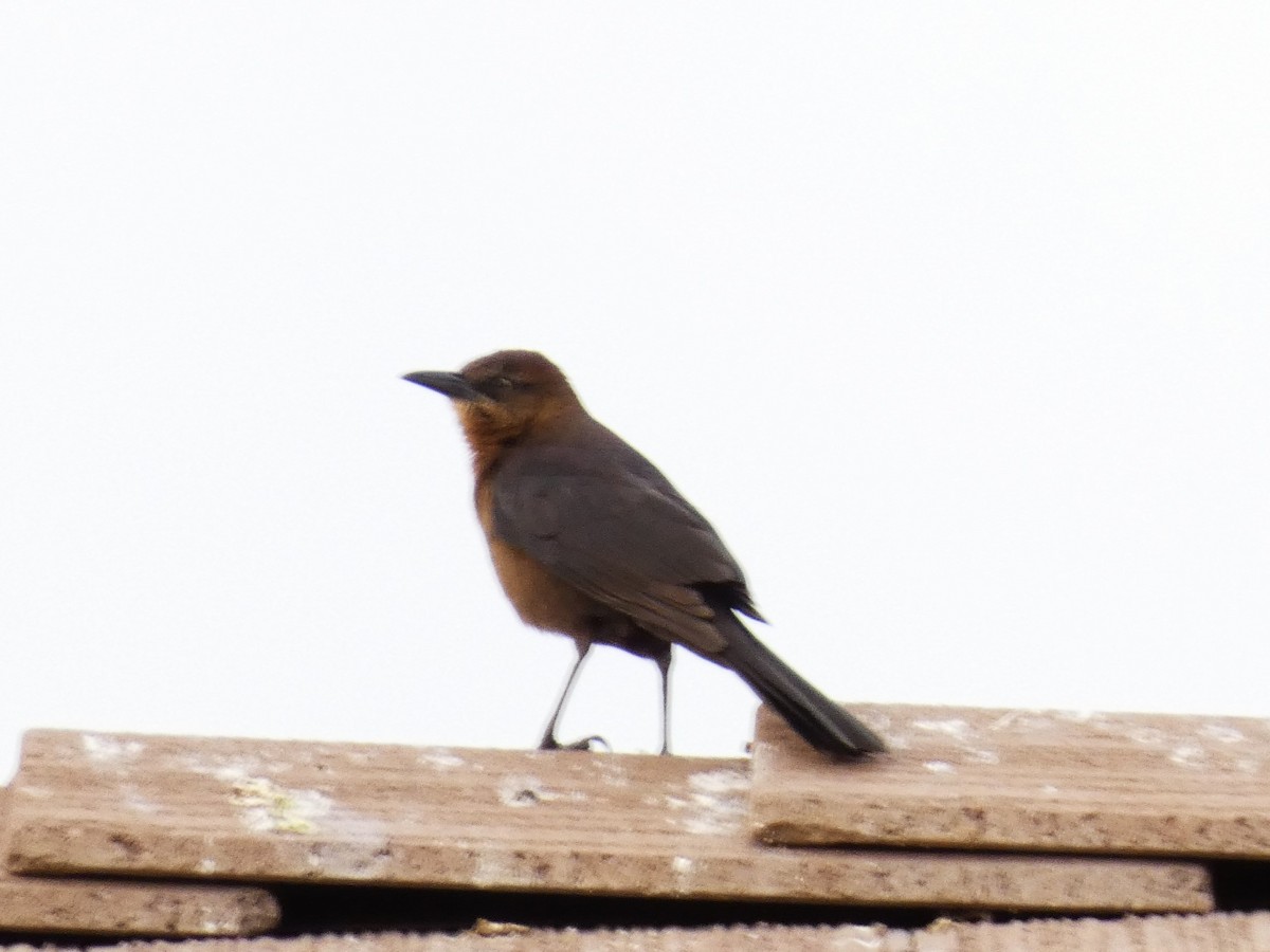 Great-tailed Grackle - ML616169158