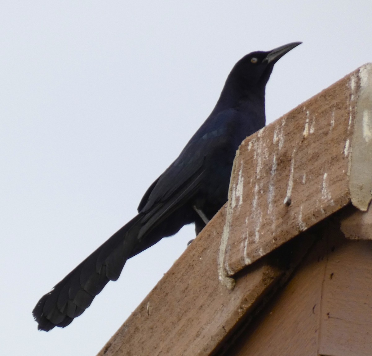 Great-tailed Grackle - ML616169159