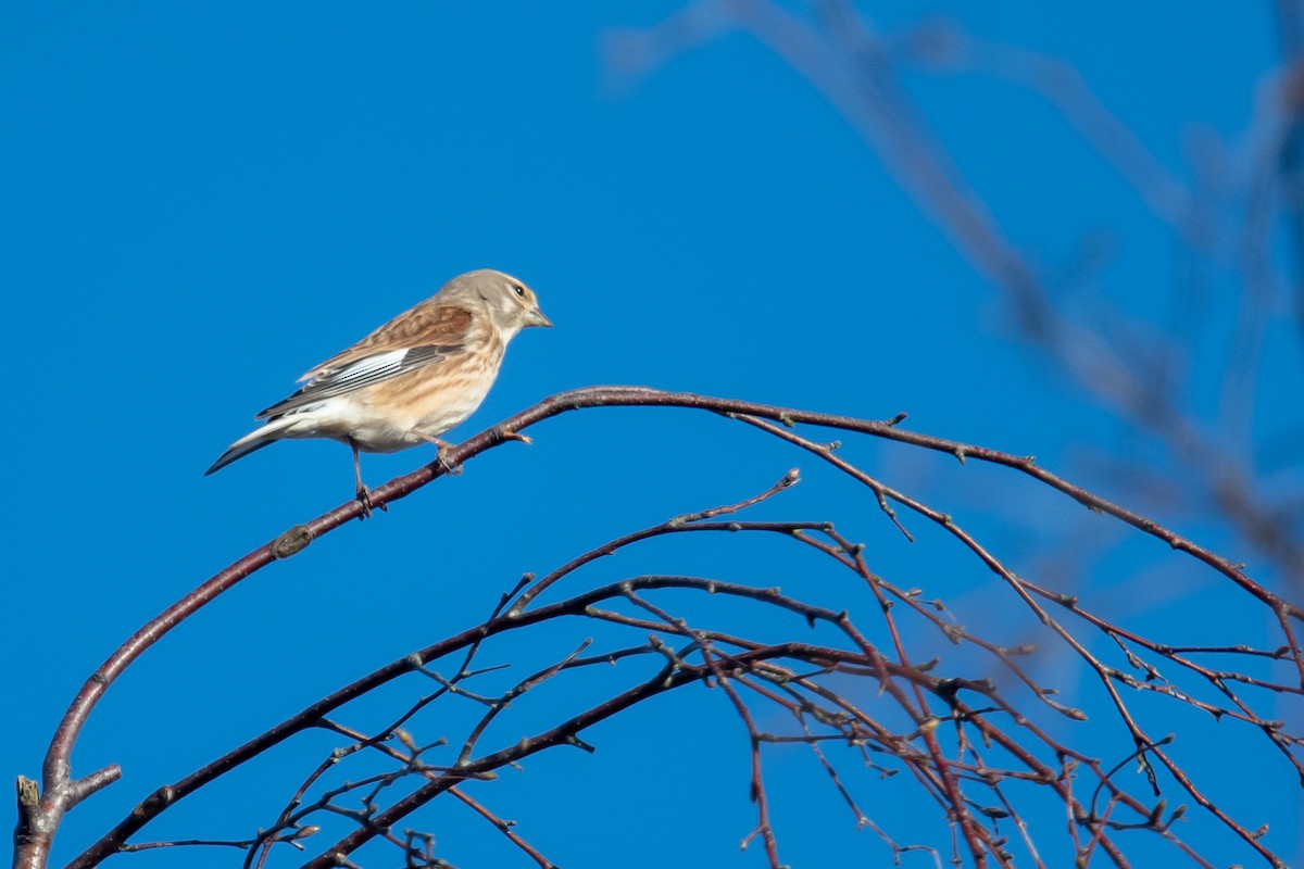 Eurasian Linnet - ML616169165