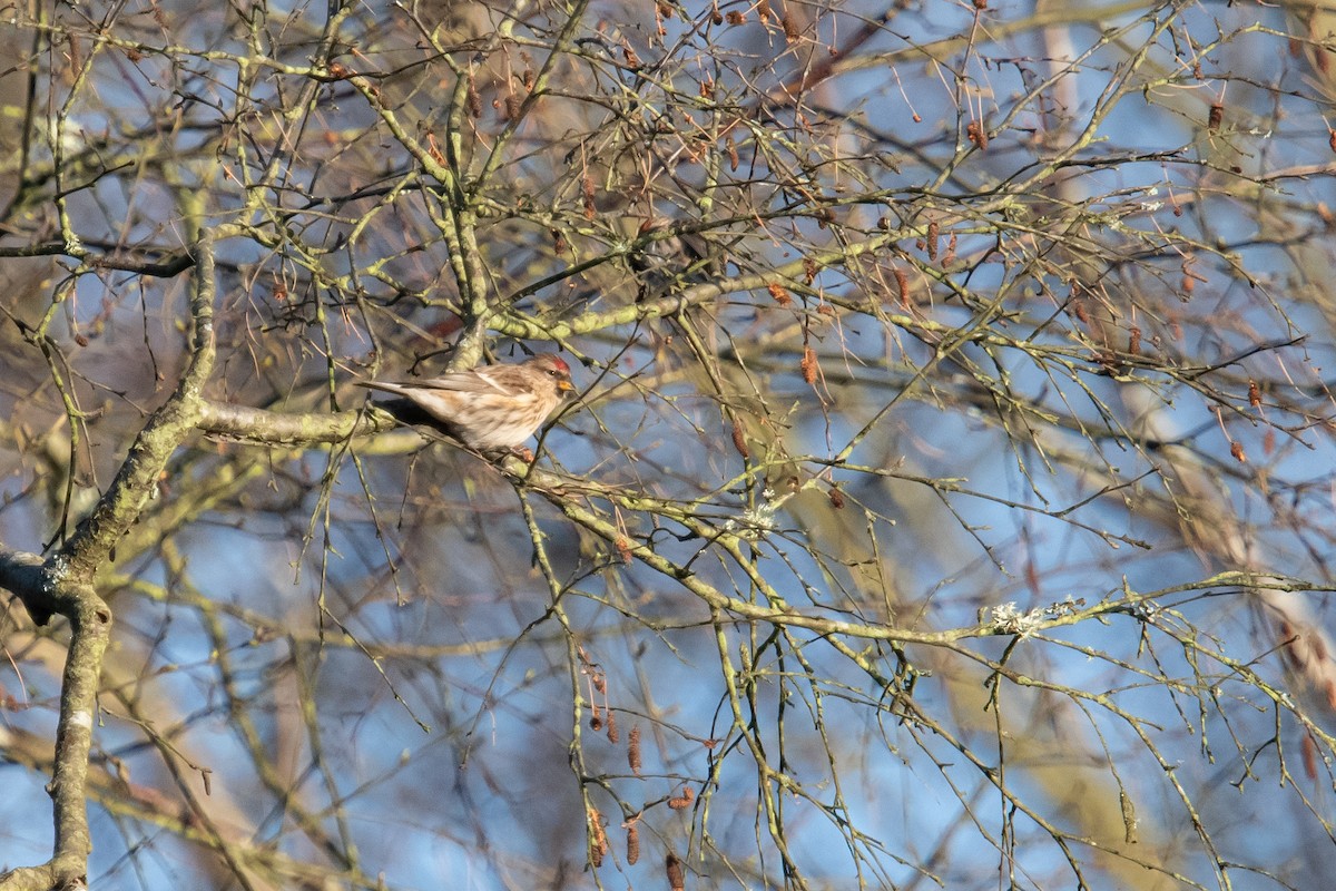 Lesser Redpoll - ML616169172