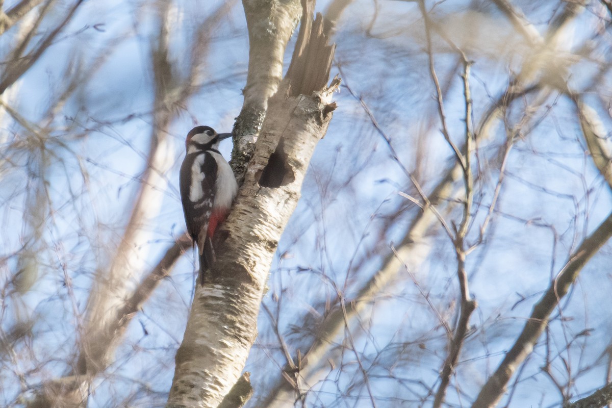 Great Spotted Woodpecker - ML616169177