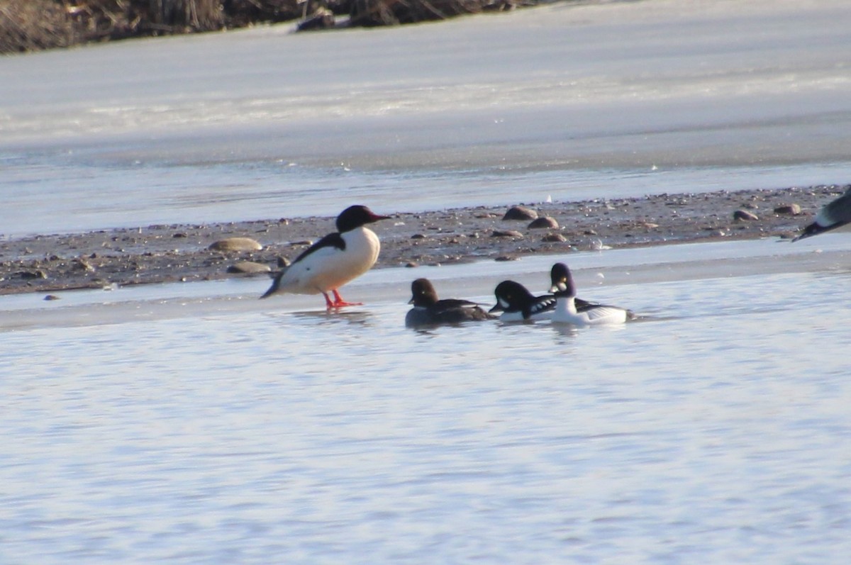 Barrow's Goldeneye - ML616169178