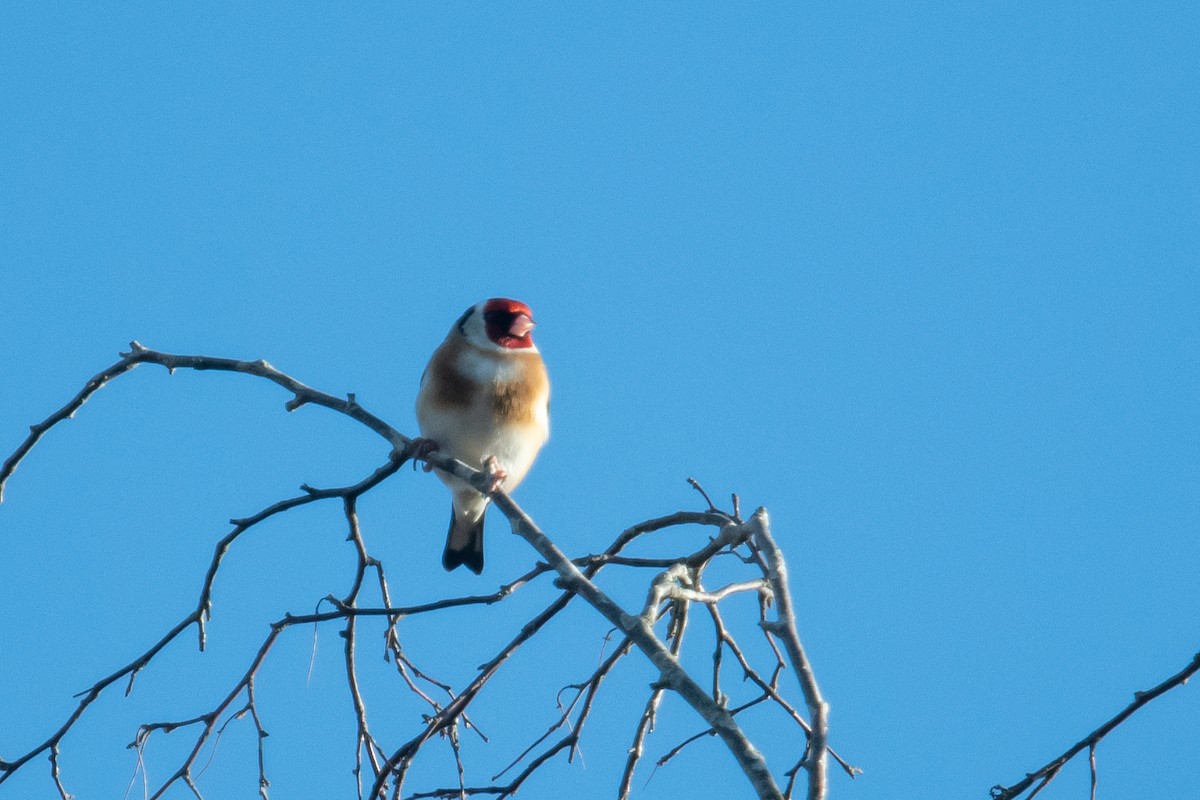 European Goldfinch - ML616169182