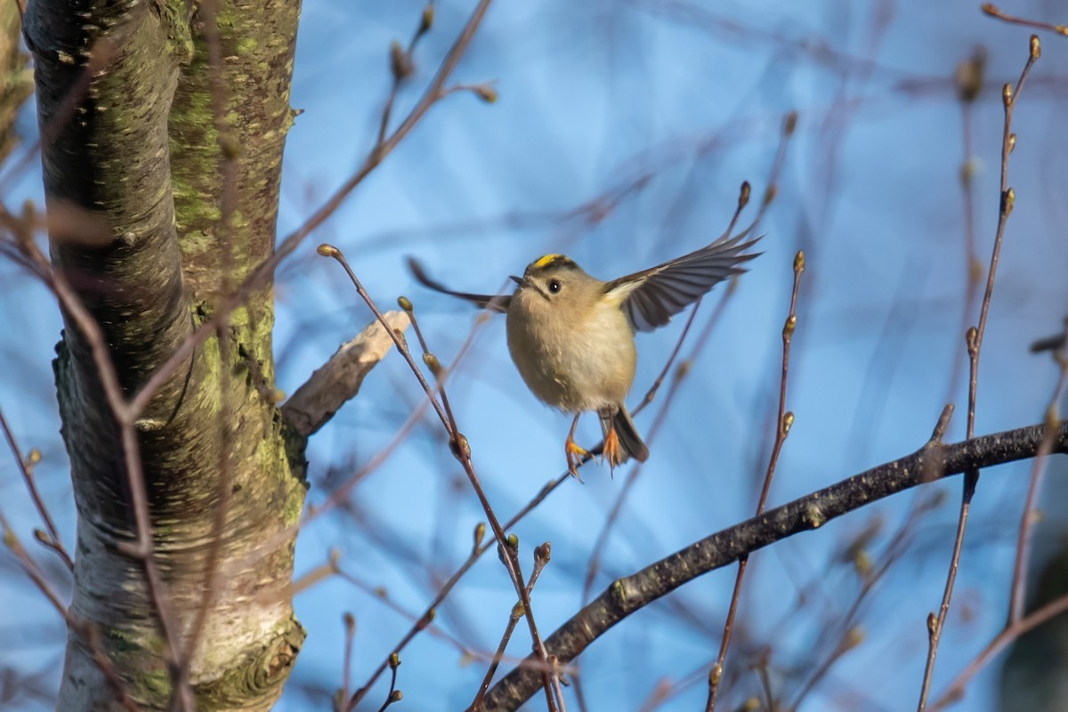 Goldcrest - ML616169189