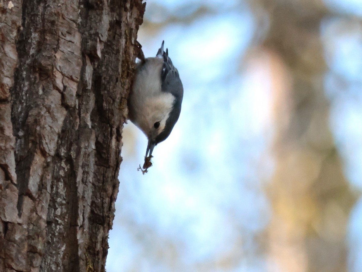 White-breasted Nuthatch - ML616169220