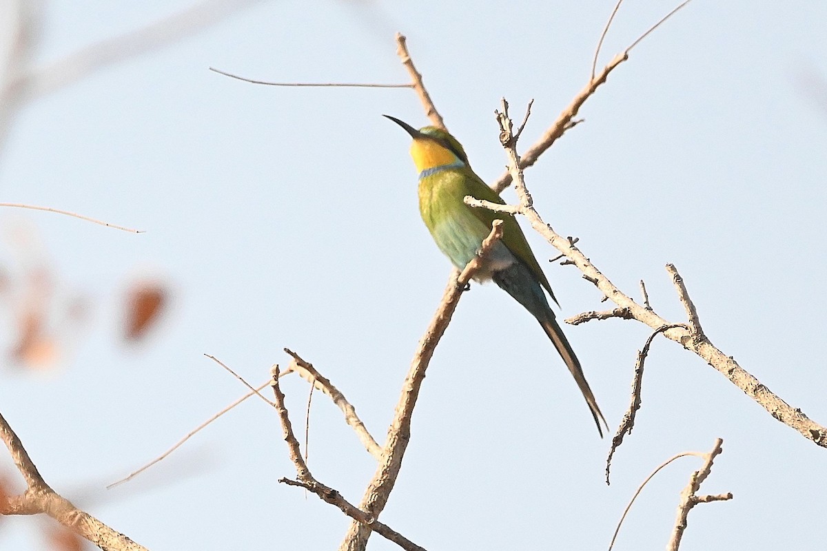 Swallow-tailed Bee-eater - Alvaro Rodríguez Pomares