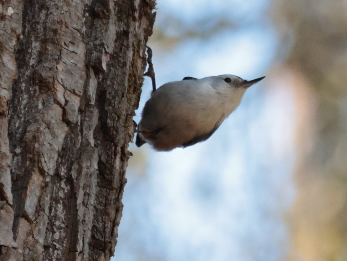 White-breasted Nuthatch - ML616169249