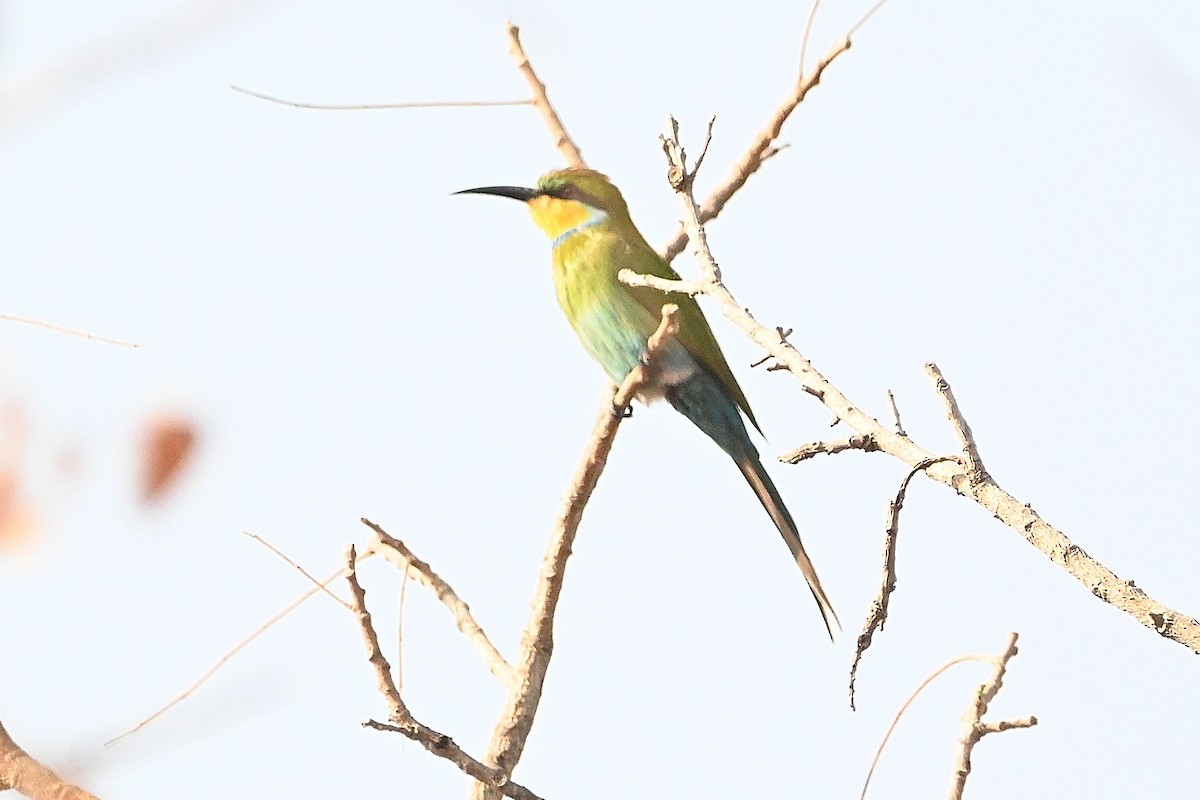 Swallow-tailed Bee-eater - Alvaro Rodríguez Pomares