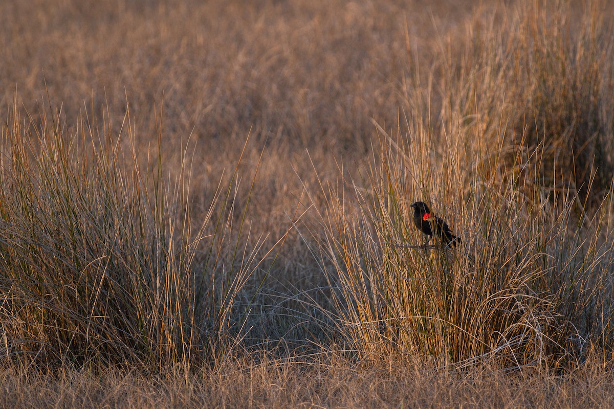 Red-winged Blackbird - ML616169265