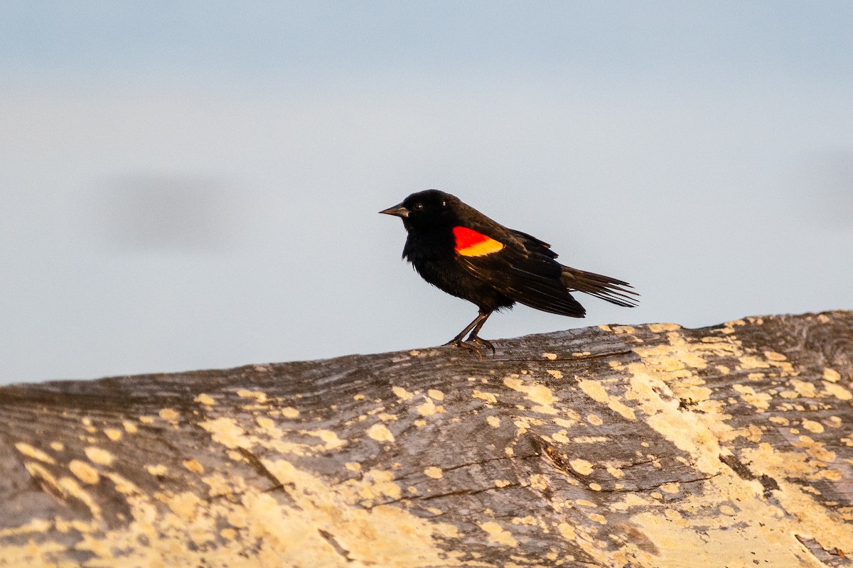 Red-winged Blackbird - ML616169267