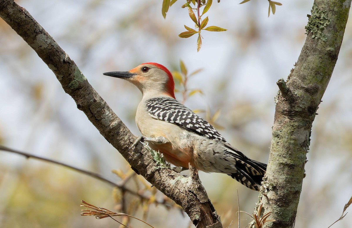 Red-bellied Woodpecker - ML616169286