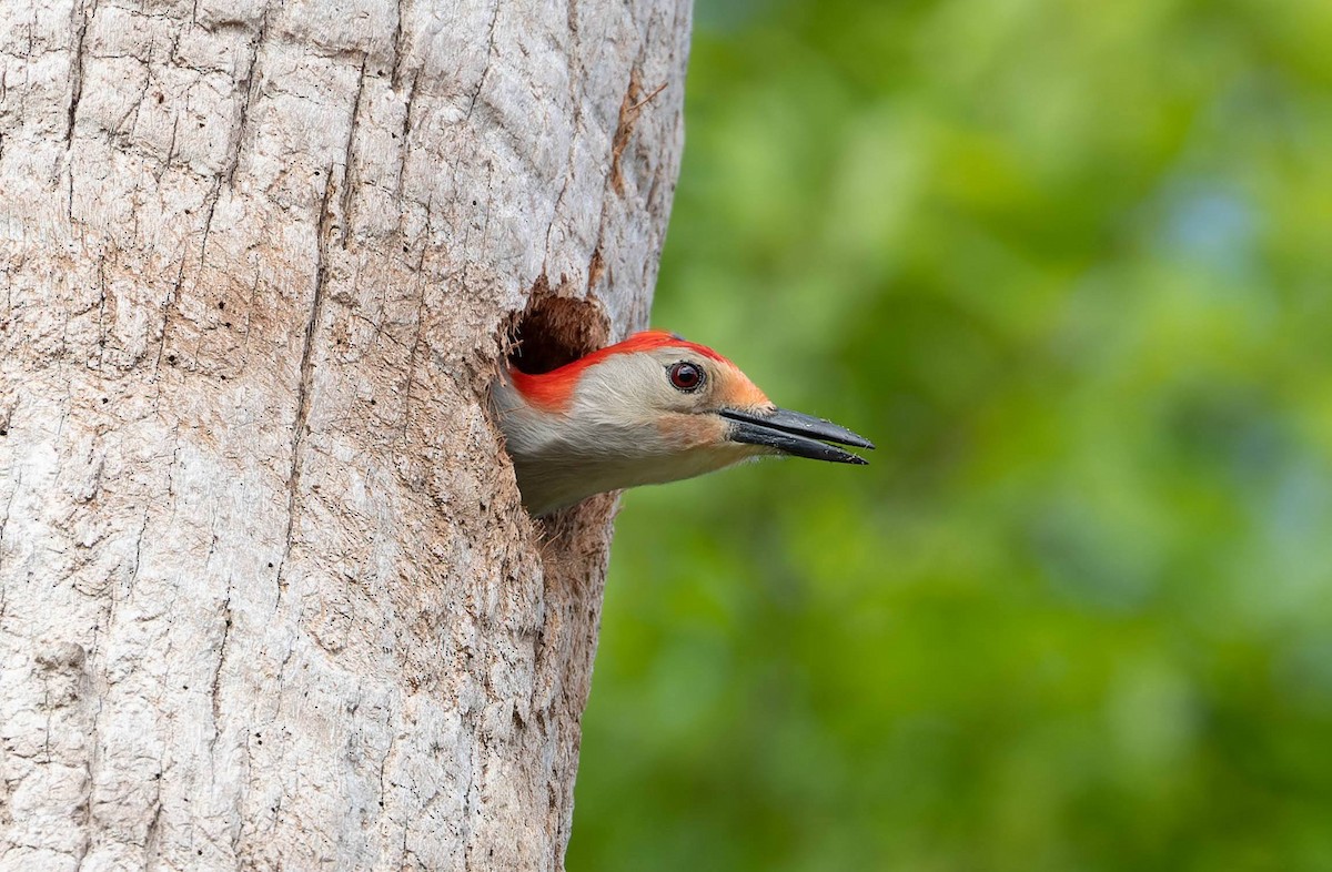 Red-bellied Woodpecker - ML616169287