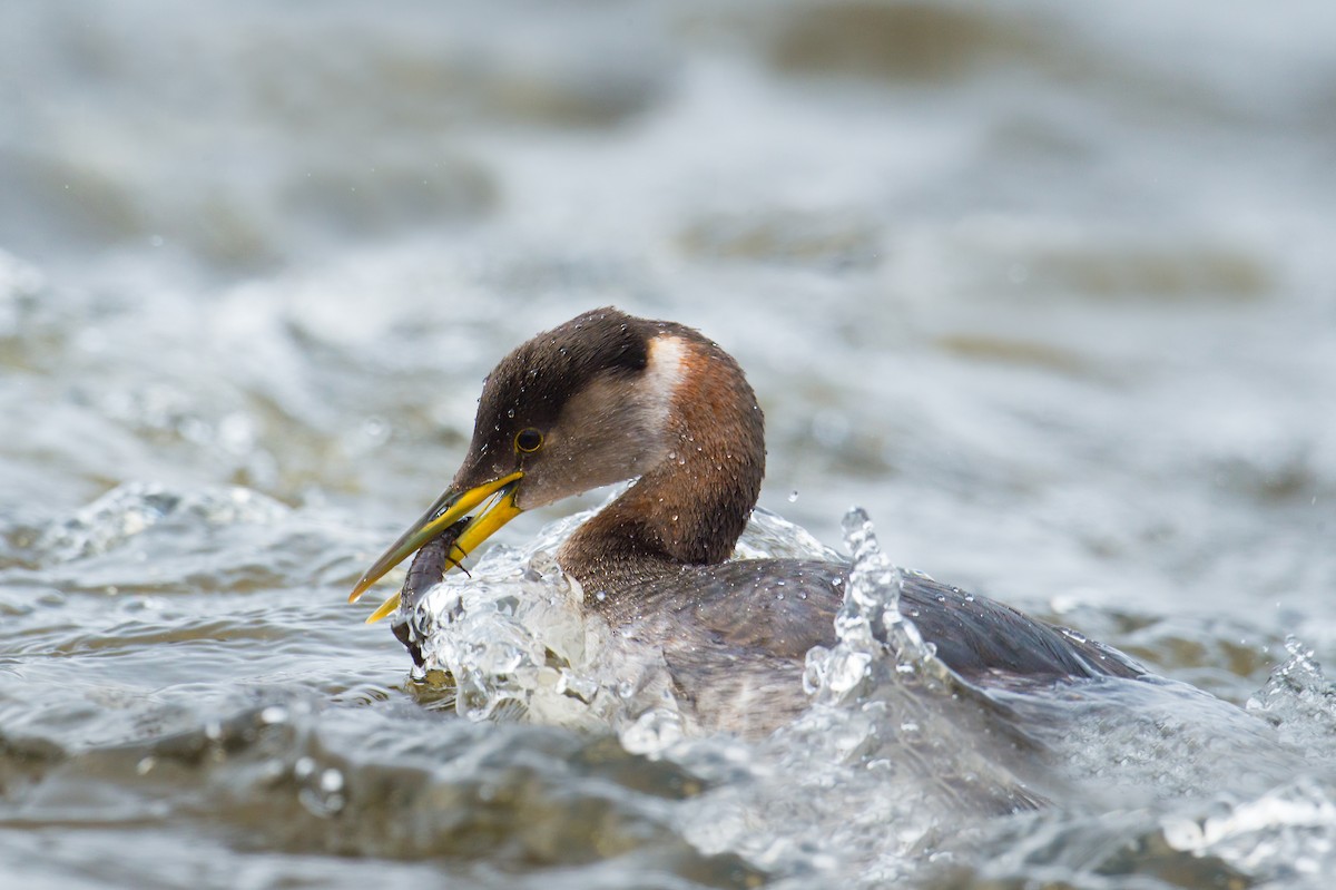 Red-necked Grebe - Claude Dubé