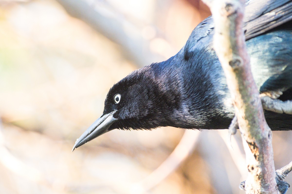 Boat-tailed Grackle - ML616169303