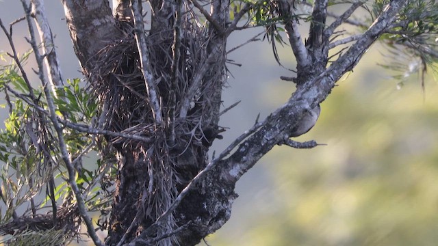 Velvet-fronted Nuthatch - ML616169363