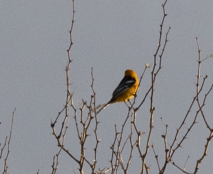 Hooded Oriole - Lee Wagner