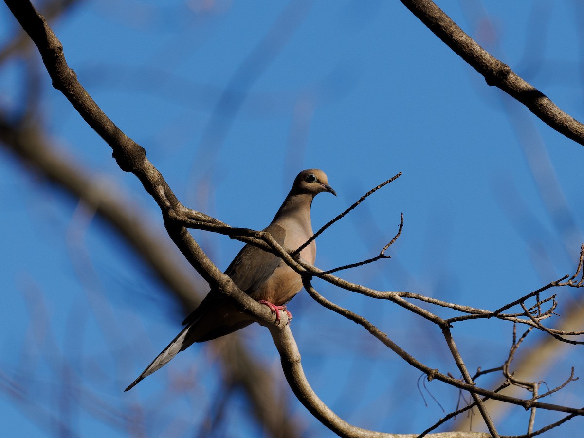 Mourning Dove - ML616169393