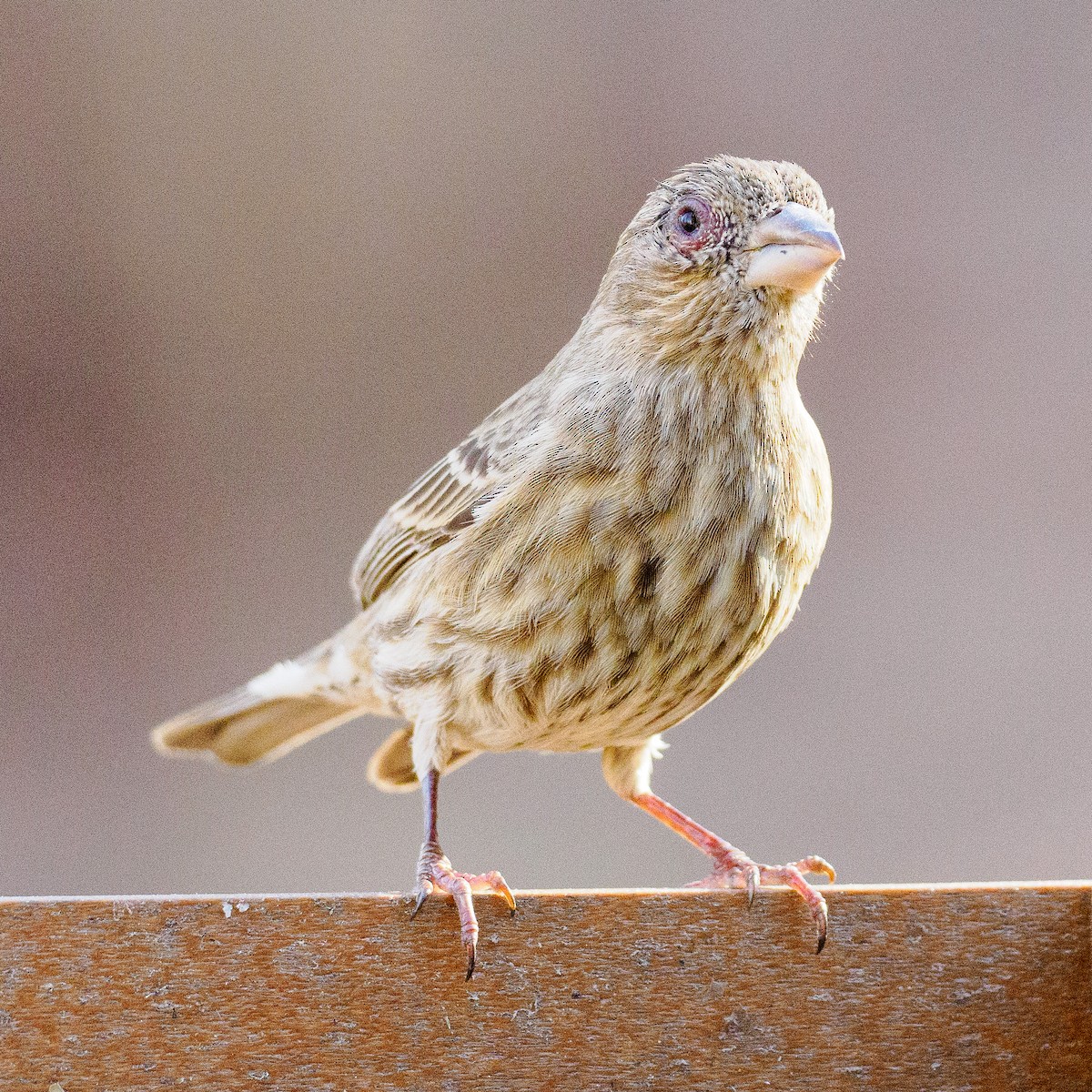 House Finch - ML616169426